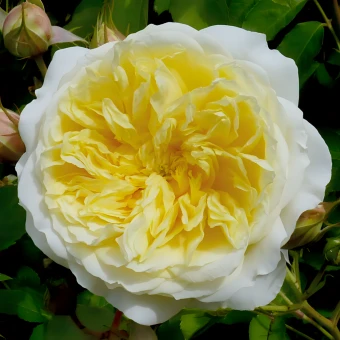 rose_The-Pilgrim_Siberika