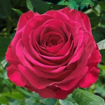 9y4f7730j1cwedhqhblbi551gmn372le