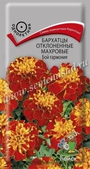 00040702_Бархатцы Бой гармония отклоненные махровы