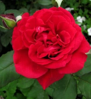 3_417232a576a58ee0e896fa