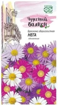 00012591_Брахикома Иберисолистная Нега (Гавриш) 11