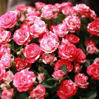 1703334795_klau-club-p-faier-vorks-roza-instagram-1