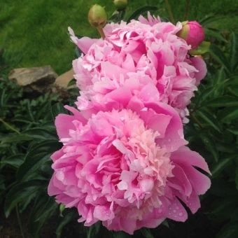 00028398_Пион Барбара травянистый (ПОИСК)