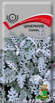 00027766_Цинерария Снежок 0,1г (ПОИСК)