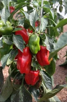 Перец Медведь 0.1г (Агрос) 1