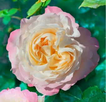 Снимок экрана 2026-02-03 093613