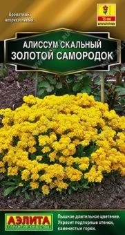 00040425_Алиссум Золотой самородок (Аэлита)