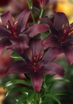 00038776_Лилия Дарк Секрет 5шт (КолорЛайн)