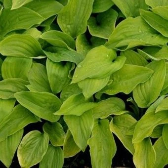 hosta_gibrid_guakamolle