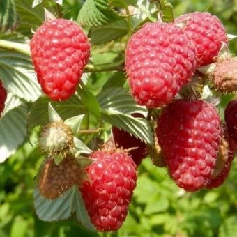 00025179_Малина Гусар (ПОИСК)