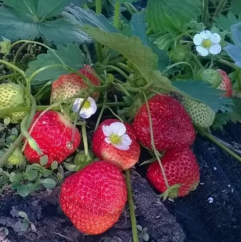 Снимок экрана 2025-04-15 114620