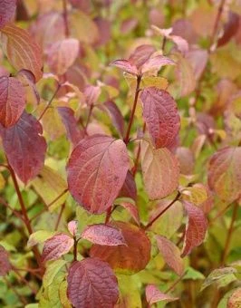 deren_kras_midwinter_fire