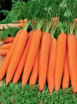 00030727_Морковь ГРАНУЛЫ Ромоса 100шт (Агрико)