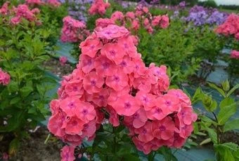 floks_metelch_larisa