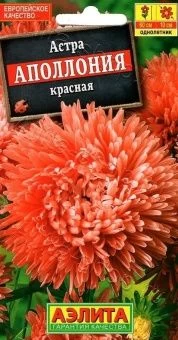 00022693_Астра Аполлония красная (Аэлита)
