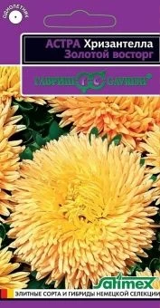 00037709_Астра Хризантелла Золотой восторг (Гавриш