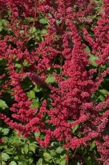 Astilbe Skyscraper