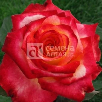 00043118_Роза Френдшип чайно-гибридная (Барнаул)