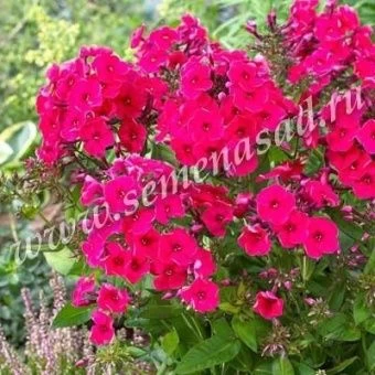 00028372_Флокс Ред Райдинг Худ метельчатый (ПОИСК)