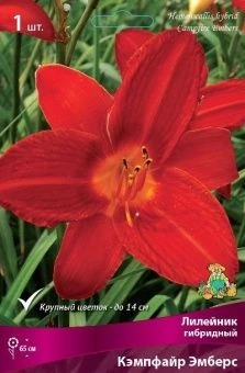 lileinik kempfair ambers 2020