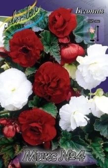 00036177_Бегония Микс №4  2шт (КолорЛайн)