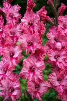 00042298_Гладиолус КИНГСТОН ФРИЗЗЛС 10шт (КолорЛай