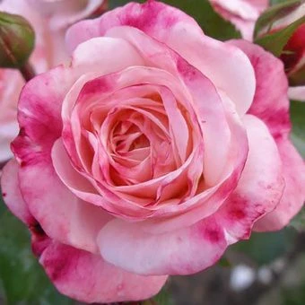 4h9nmznu0mqfguqzk0otphfz1vvvkman