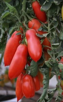 Томат Ниагара 0.08г (Агрос) 1