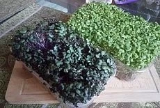 Микрозелень - витамины круглый год