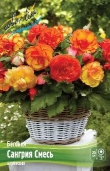 Begonia Sangria Mix