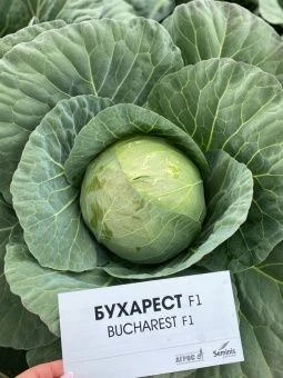 ЦБ-00023310_Капуста бк Бухарест F1 15шт Seminis (Агрос).jpg 1