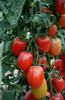 ЦБ-00023291_Томат Новосибирский красный 0.08г (Агрос) 1