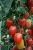 ЦБ-00023291_Томат Новосибирский красный 0.08г (Агрос) 1