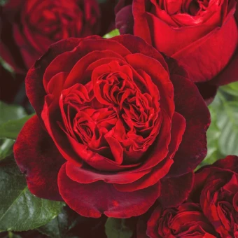 crw4xrbbs4gtfv6mxd34r3gzk4tlenuo