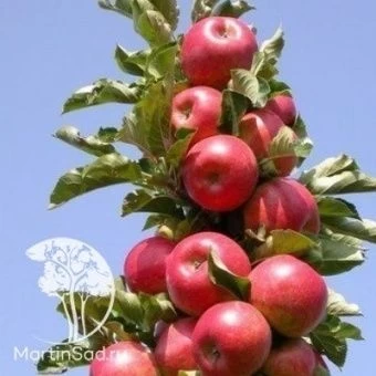 Яблоня Стрела