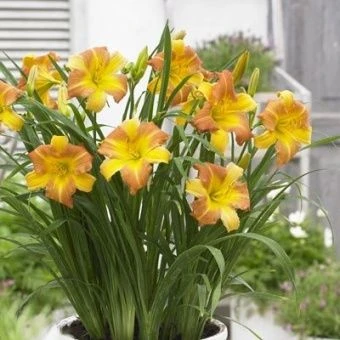 lileinik_gibrid_everydeylili_panch_yellow