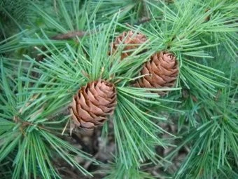 Larix kaempferi