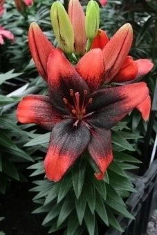 00035891_Лилия Тайни Шэдоу АГ 7шт (КолорЛайн)