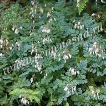 00037888_Дицентра великолепная Альба (ПОИСК)