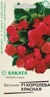 00040883_Бегония Королева красная F1  вечноцветуща