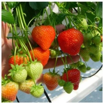 3d030c95380c11ed8fe500155dd55c04_6354e265380c11ed8fe500155dd55c04