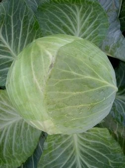 ЦБ-00023309_Капуста бк Атрия F1 15шт Seminis (Агрос).jpg 1