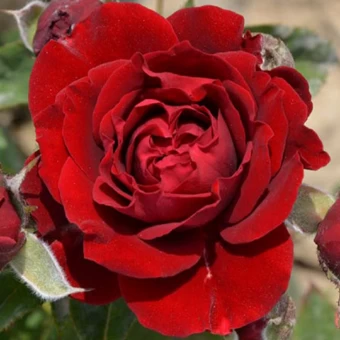 00043488_Роза Таманго флорибунда (Татарстан Розари