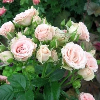 00037670_Роза Лидия патио и спрей (Татарстан Розар