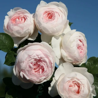 Снимок экрана 2025-10-21 102549