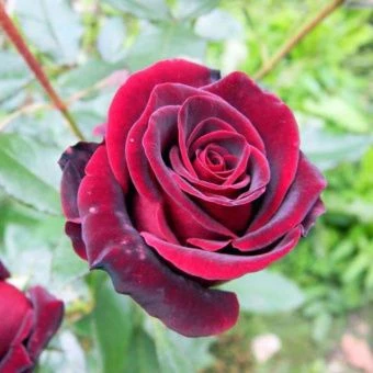 Роза Черный принц чайно-гибридная (Татарстан Розариум)