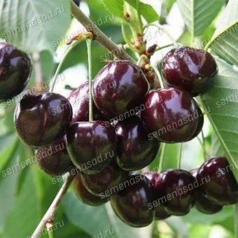 vishnya_vladimirskaya