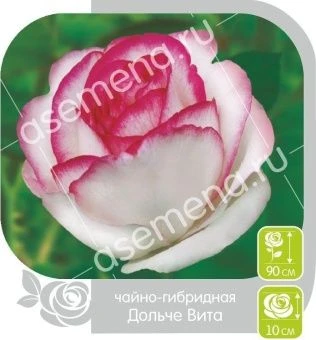 00016312_Роза Дольче Вита чайно-гибридная в коробк