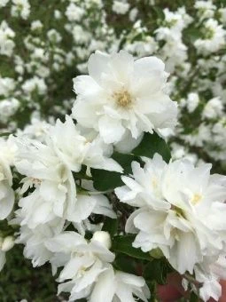 Philadelphus Pearls of Parfume