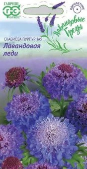 00013442_Скабиоза пурпурная Лавандовая леди серия 